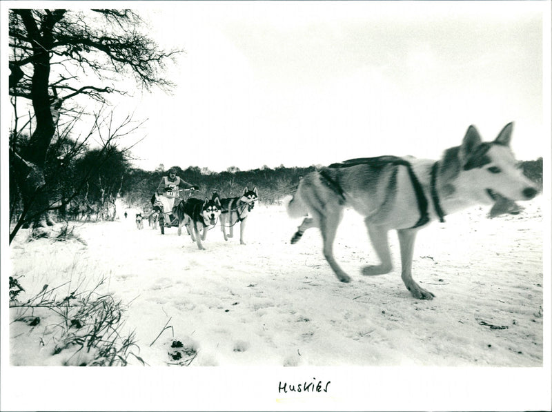 Husky Racing - Vintage Photograph