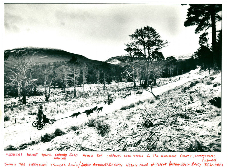 Husky Racing - Vintage Photograph