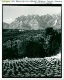 Vineyard - Vintage Photograph