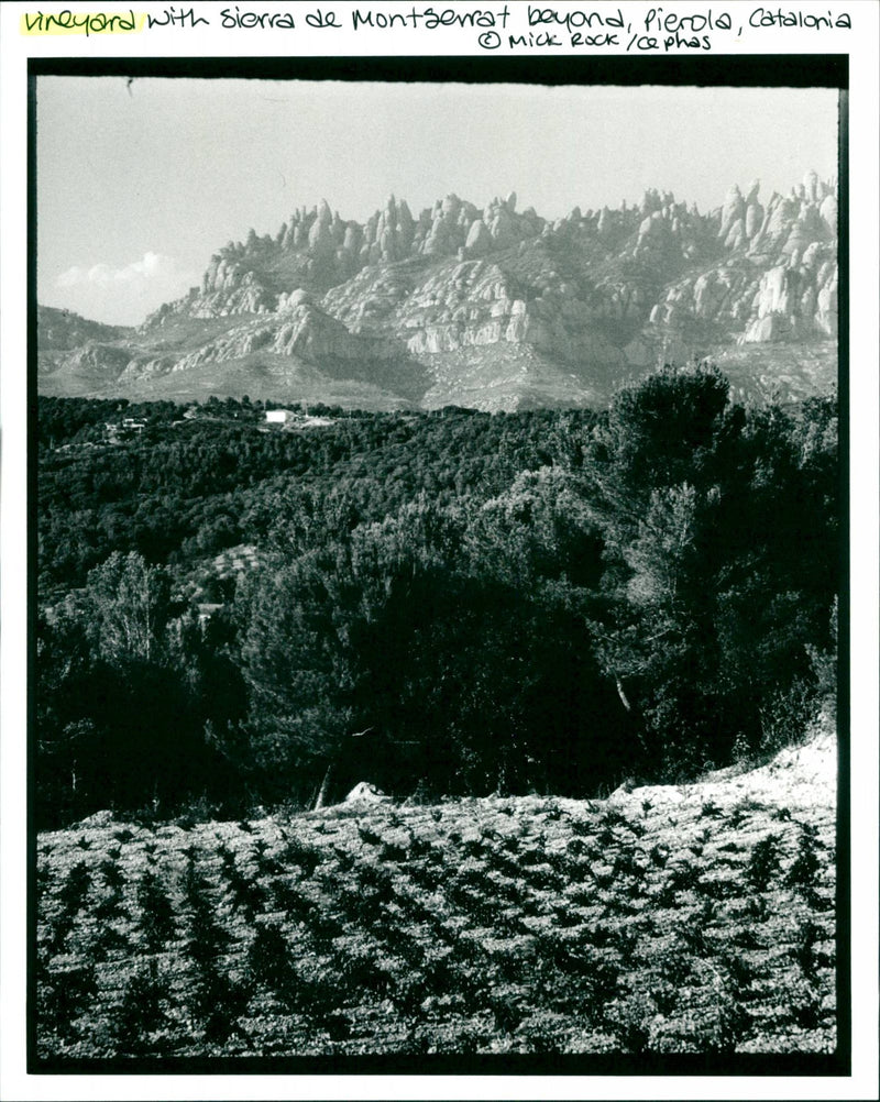Vineyard - Vintage Photograph