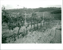 Vineyard/Montana - Vintage Photograph