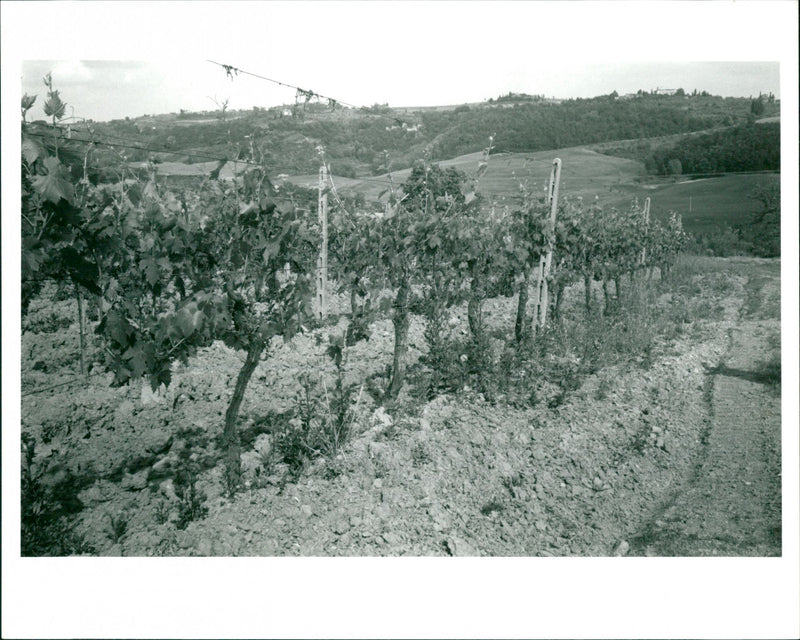 Vineyard/Montana - Vintage Photograph