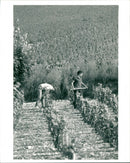 Vineyard - Vintage Photograph
