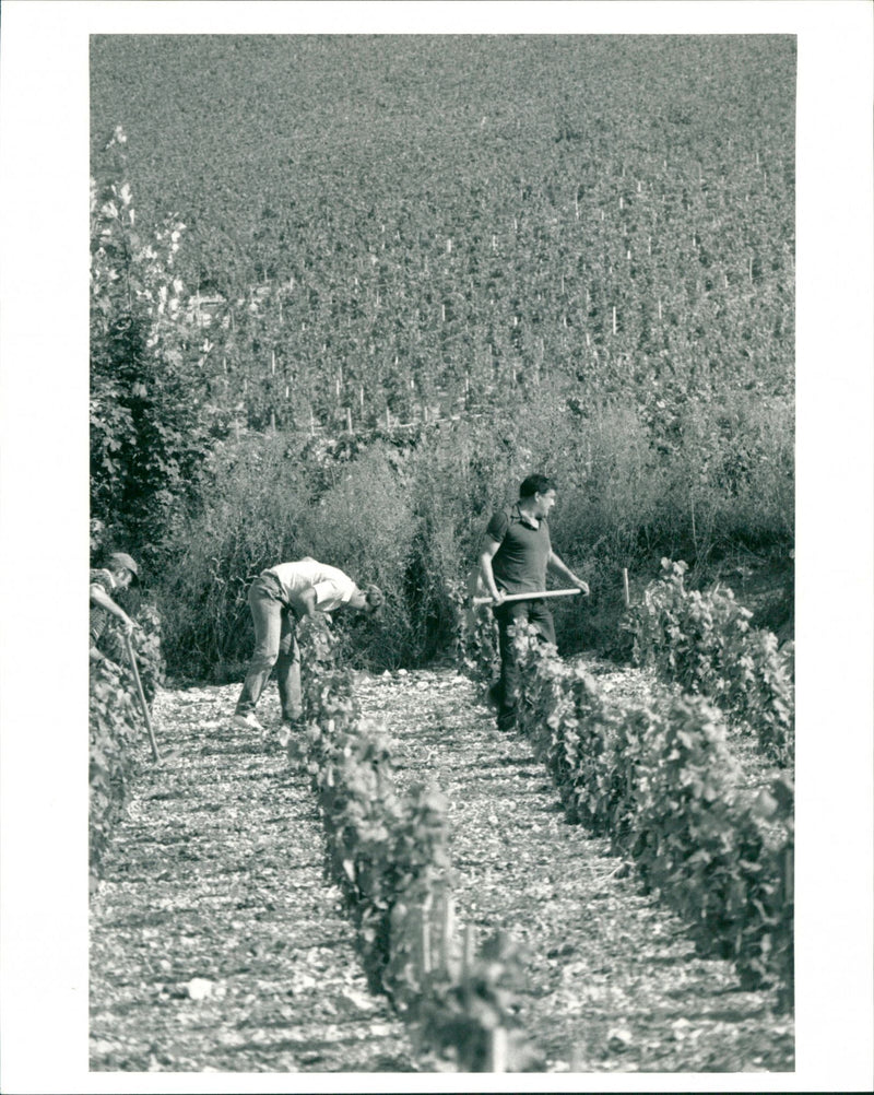 Vineyard - Vintage Photograph