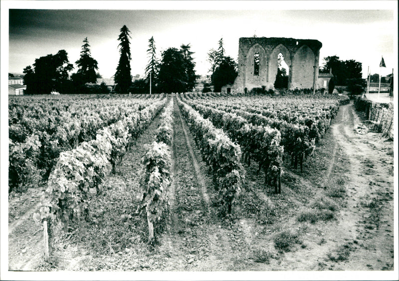 Vineyard - Vintage Photograph