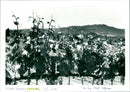 Vineyard - Vintage Photograph