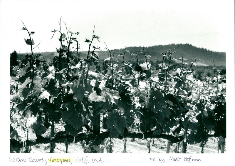 Vineyard - Vintage Photograph