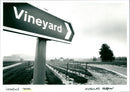 Vineyard - Vintage Photograph