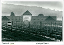 Vineyard - Vintage Photograph
