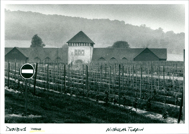 Vineyard - Vintage Photograph