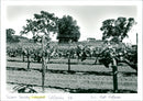Vineyard - Vintage Photograph