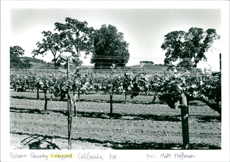 Vineyard - Vintage Photograph
