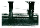 Vineyard - Vintage Photograph