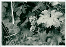 Vineyard - Vintage Photograph