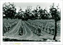 Vineyard - Vintage Photograph