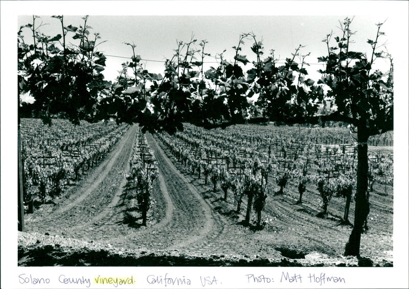 Vineyard - Vintage Photograph