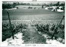 Vineyard - Vintage Photograph