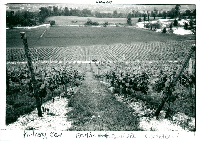 Vineyard - Vintage Photograph