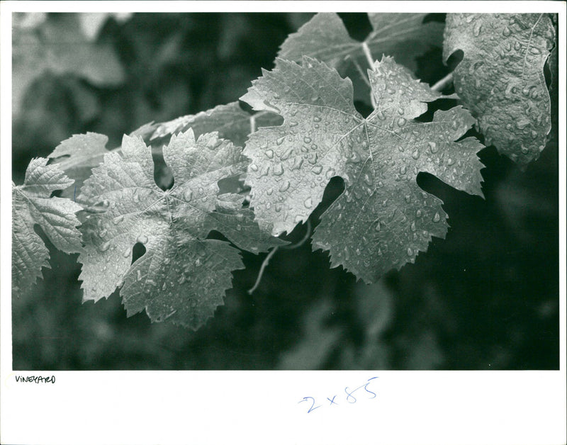 English Vines - Vintage Photograph