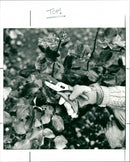 Saturday 2nd Jan - Vintage Photograph