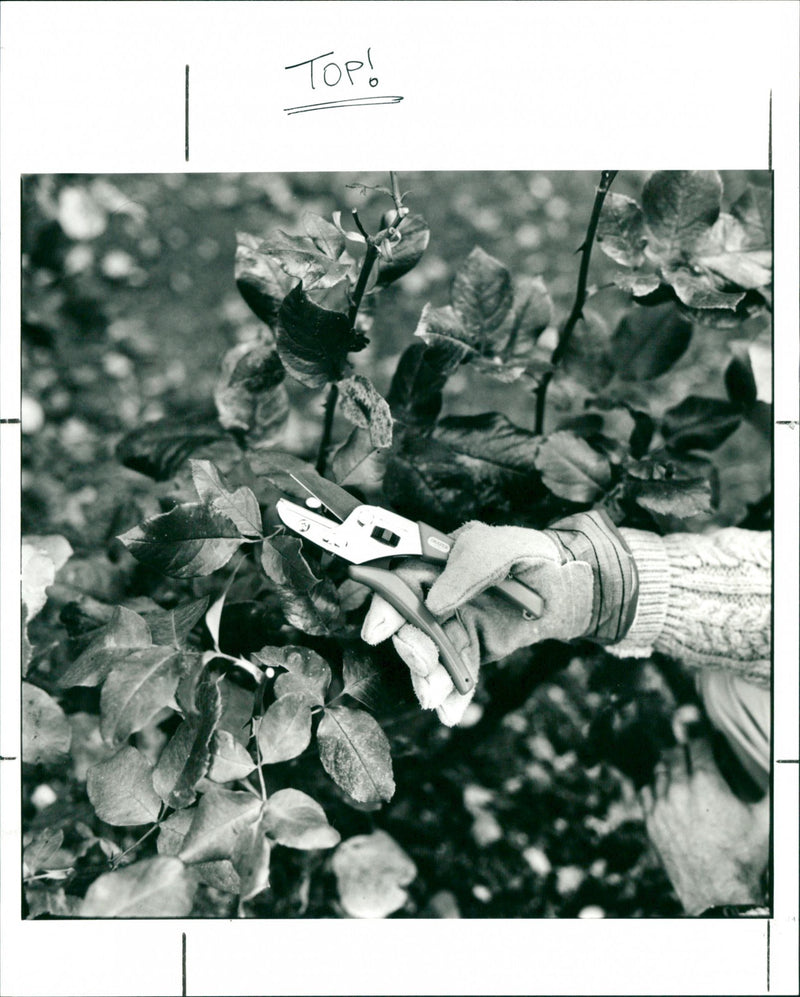 Saturday 2nd Jan - Vintage Photograph