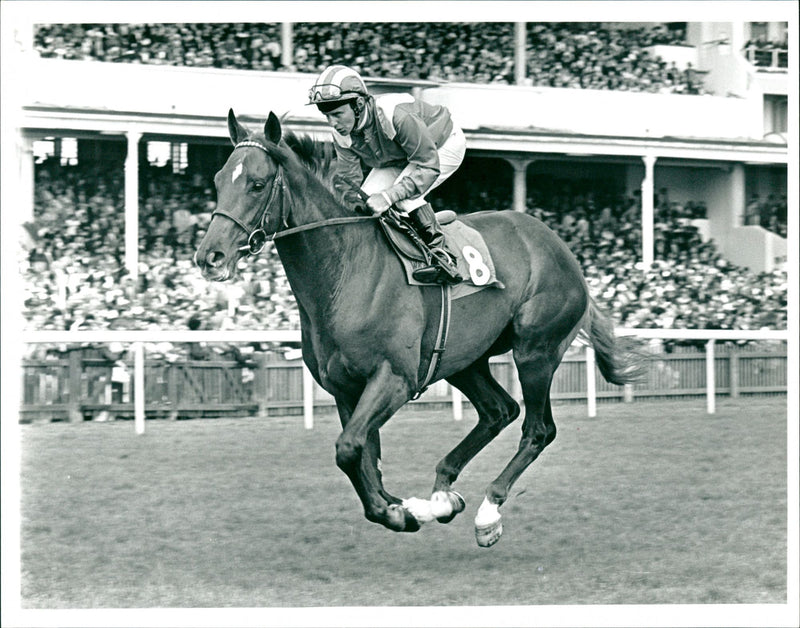 Nashwan Racehorse - Vintage Photograph