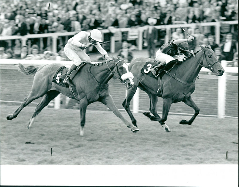 The Halifax maiden Filliers Stks Ascot - Vintage Photograph