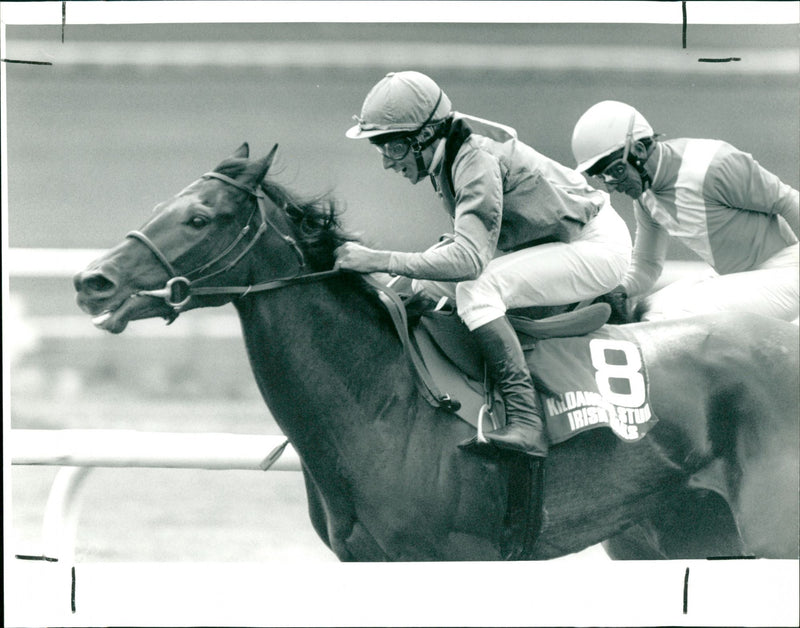 Irish Oaks - Vintage Photograph