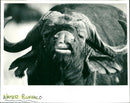 Water Buffalo - Vintage Photograph
