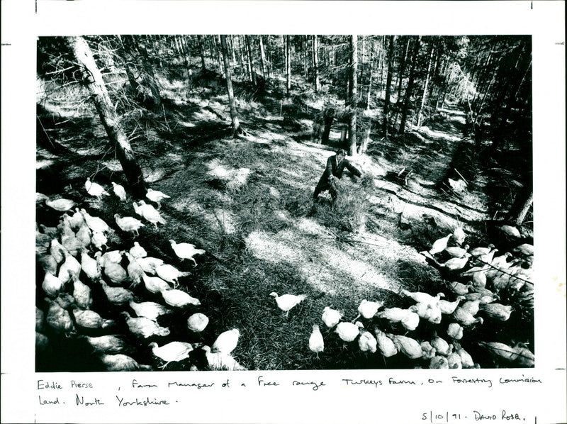 Turkeys - Vintage Photograph