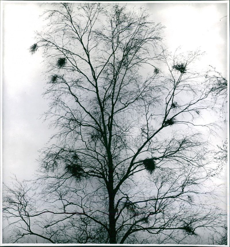 Bare tree with birdsnests against winter sky - photography by Ellen Dahlberg - Vintage Photograph