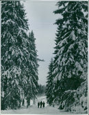 Winter photography by Ellen Dahlberg - Vintage Photograph
