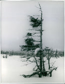 Winter photography by Ellen Dahlberg - Vintage Photograph