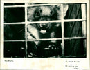 Pine Martin - Vintage Photograph