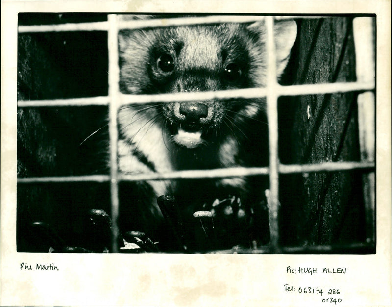 Pine Martin - Vintage Photograph