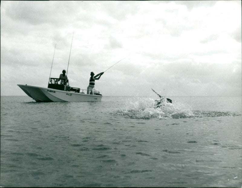 Fly rod tackle deep sea fishing. Bart Foth reeling in a 356lb rouper - Vintage Photograph