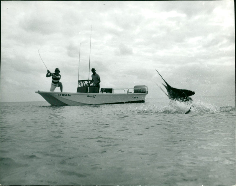 Big-game fishing on fly rod tackle - Vintage Photograph