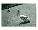 Pelican - Vintage Photograph