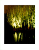 Birch trees lit up - Vintage Photograph
