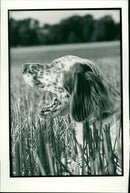 Yawning dog - Vintage Photograph