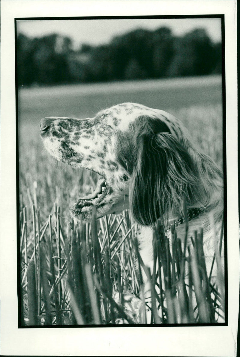 Yawning dog - Vintage Photograph