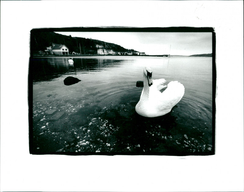 COMAN BJERN WATER KNALSUMAR KAMUSVIK KUNGEACH TAMM ALANDEN - Vintage Photograph
