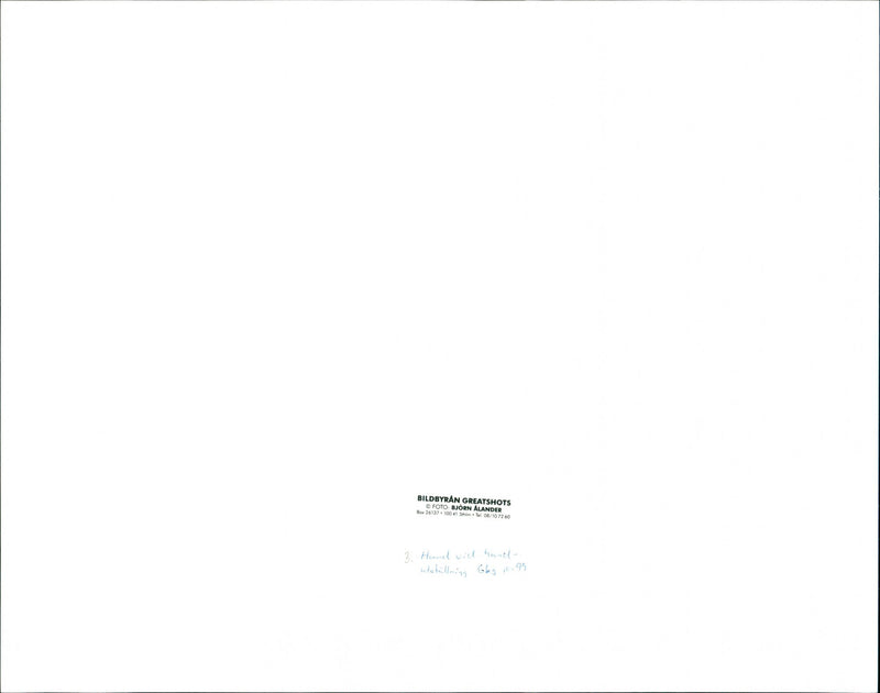 ALANDS RETURS GREATHOTS BILDBYRAN WHAILLING GBG MALE DOG - Vintage Photograph