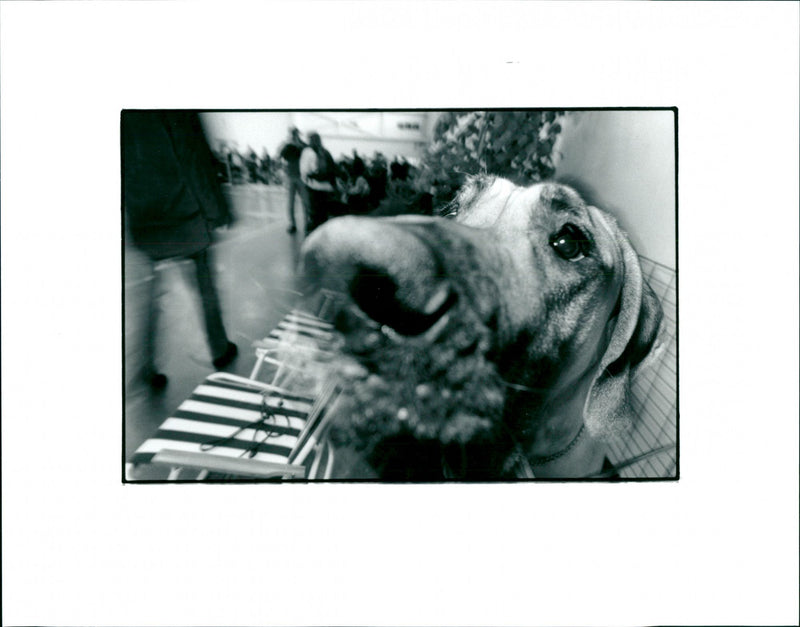 ALANDS RETURS GREATHOTS BILDBYRAN WHAILLING GBG MALE DOG - Vintage Photograph