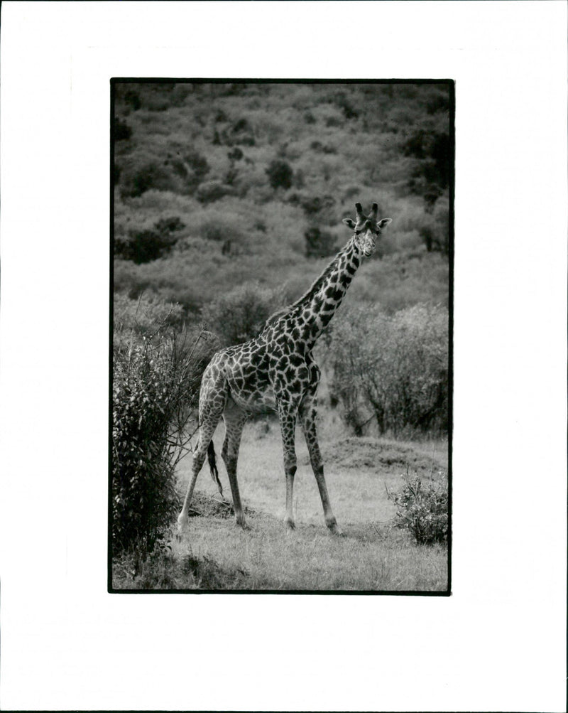 Giraffe - Vintage Photograph