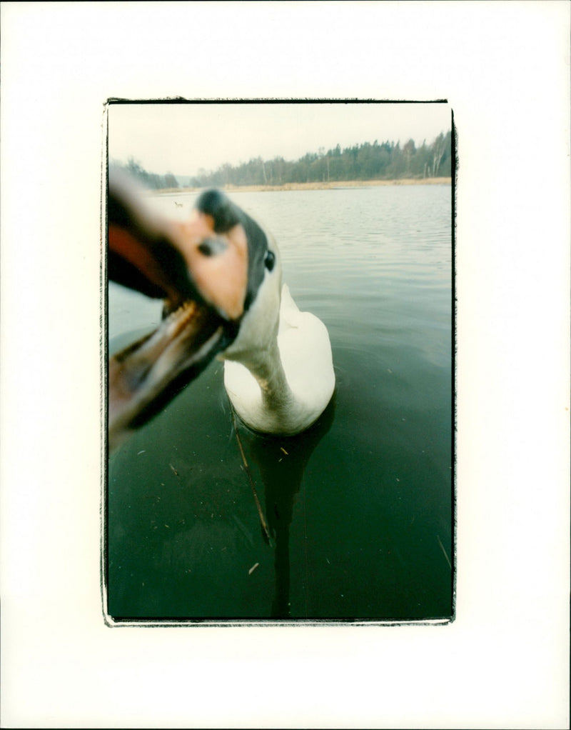 Attacking swan - Vintage Photograph