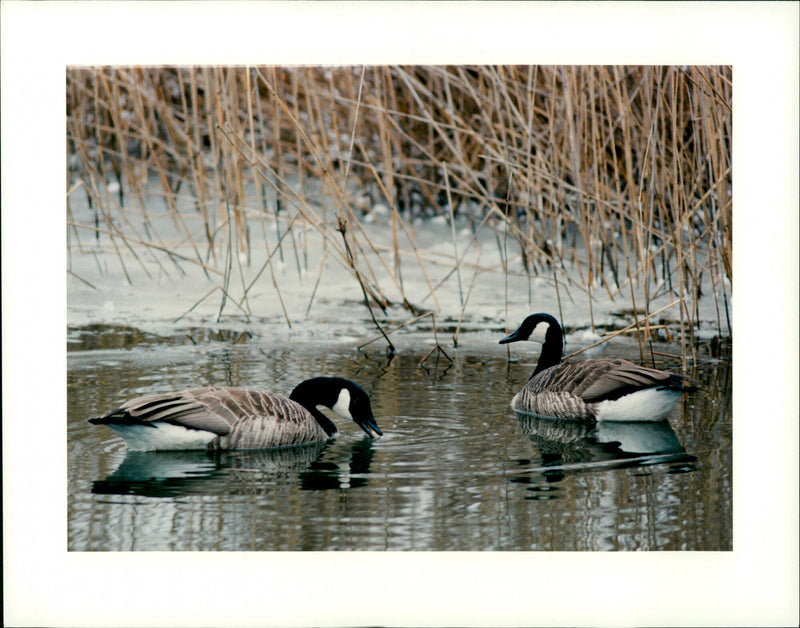 RETURS ALANDART RIERA BILDBYRAN DICHA GREENHOTS - Vintage Photograph