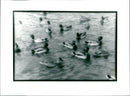 Ducks swimming - Vintage Photograph