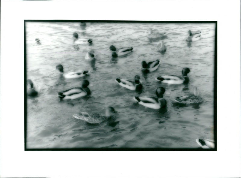 Ducks swimming - Vintage Photograph