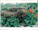 Garden photography by Marita Sundström - Vintage Photograph